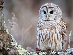 A Barred Owl perched on a branch. (photo © Philip Brown via Unsplash)