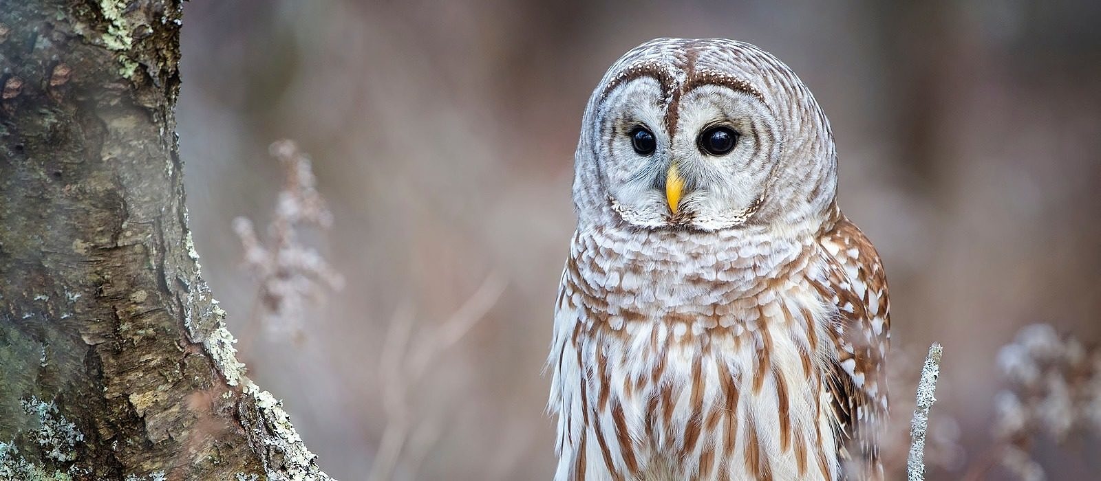 A Barred Owl. (photo © Philip Brown via Unsplash)