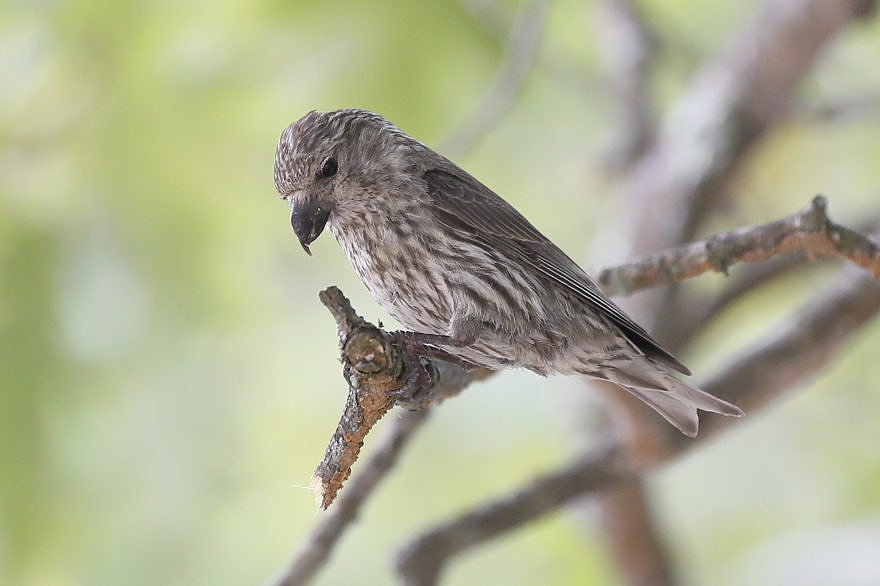 An immature Red Crossbill perched on a branch. (photo © LIllian Stokes)