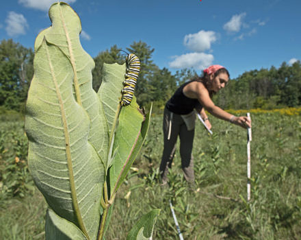 Undergraduate researcher Katie Galletta examines milkweed plants for insect herbivory. (photo © Mark Wilson)