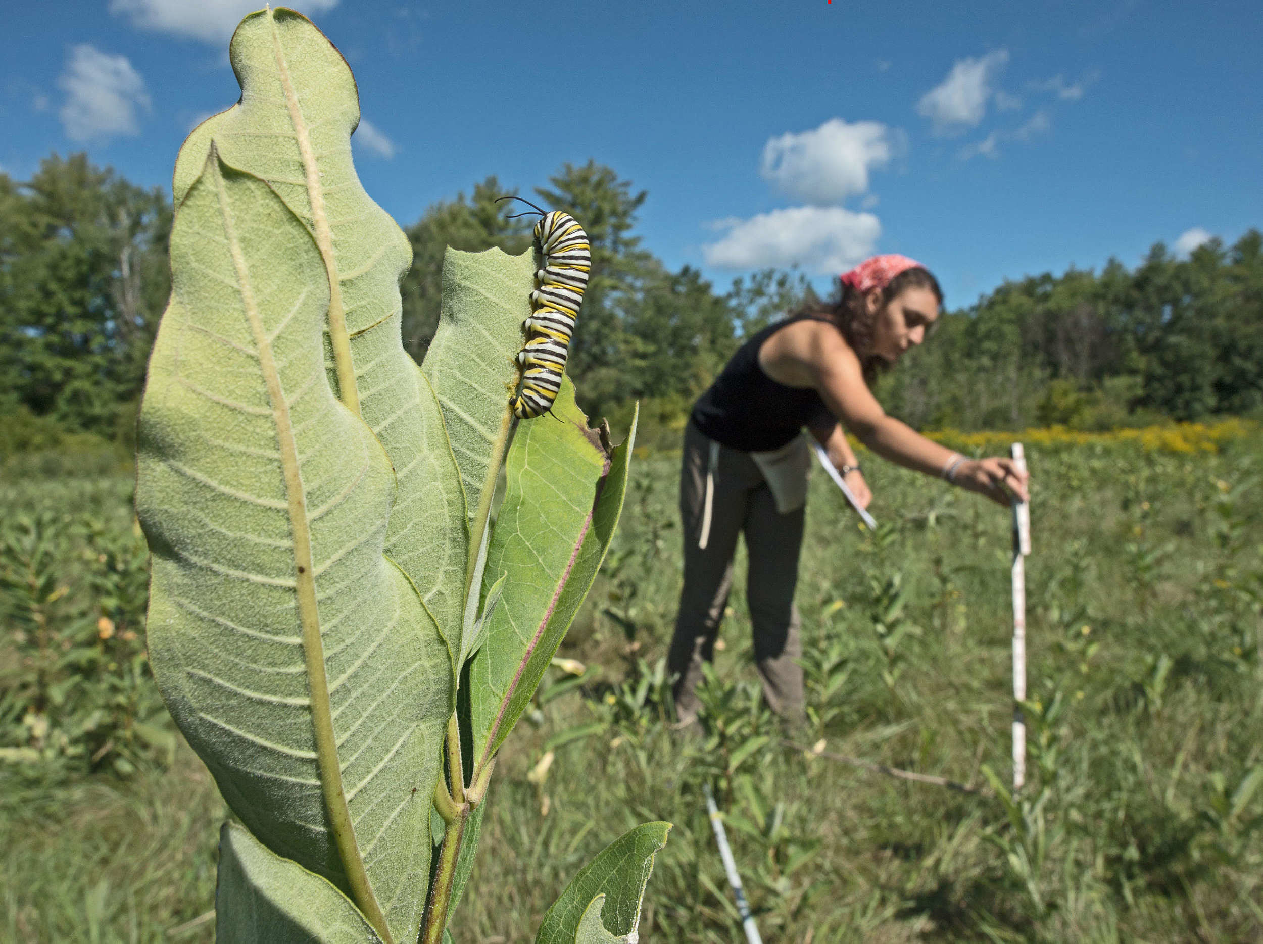 Undergraduate researcher Katie Galletta examines milkweed plants for insect herbivory. (photo © Mark Wilson)
