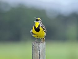 An Eastern Meadowlark perched on a post, mouth open in song. (photo © Flickr user OHFalcon72)