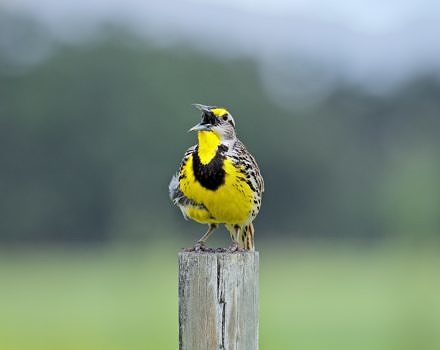 Eastern Meadowlark singing. (photo © OH Falcon via the Flickr Creative Commons)