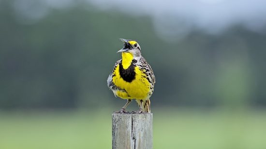 Eastern Meadowlark singing. (photo © OH Falcon via the Flickr Creative Commons)