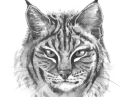 A line drawing of a bobcat by Adelaide Tyrol