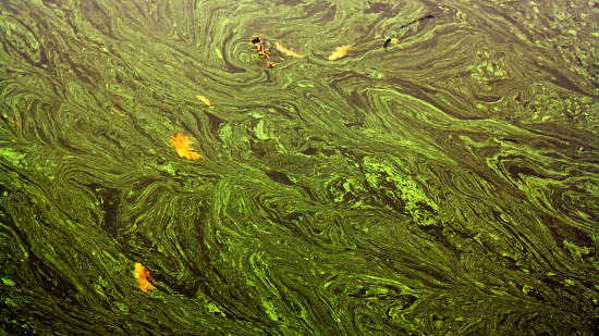 A bright green cyanobacteria bloom. (photo © Jimmy Symons via the Flickr Creative Commons)