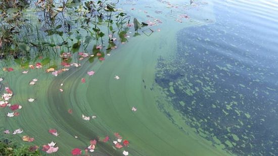 A bright green cyanobacteria bloom. (photo © NH DES)