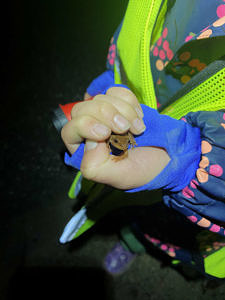 A Crossing Brigade volunteer holding a spring peeper. (photo © Denise Zimmer)