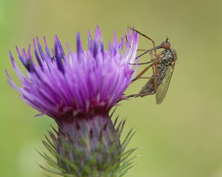 A mosquito on a purple flower. (photo © Flickr user "Andrew_ww" via the Creative Commons)