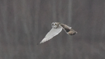 A Short-eared Owl in Flight at the Keene Airport. (photo © Eric Masterson)