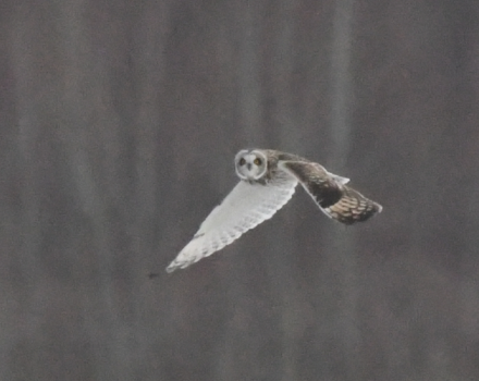 A Short-eared Owl in Flight at the Keene Airport. (photo © Eric Masterson)