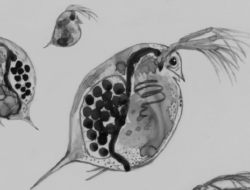 A black-and-white illustration of Daphnia (also known as 