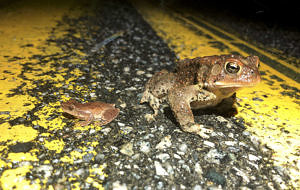 A spring peeper and an American toad pause next to each other on the centerline of a road. (photo © Brett Amy Thelen)