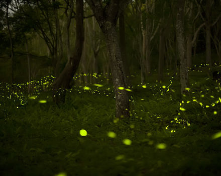 Fireflies alight. (photo © Fred Huang via the Flickr Creative Commons)