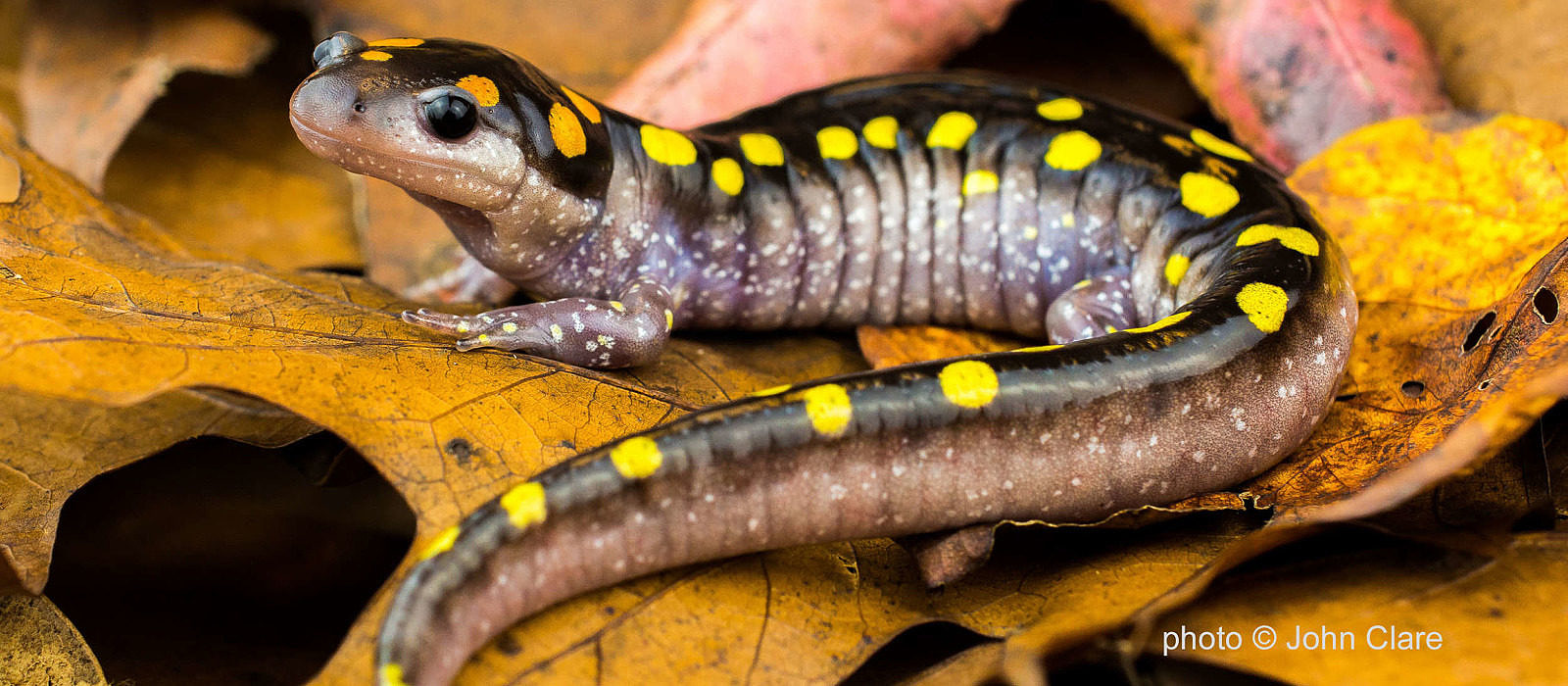 A gorgeous spotted salamander rests on leaf litter. (photo © John Clare)