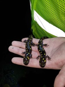 Two spotted salamanders resting in one hand. (photo © Jim Hodge)