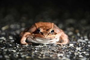 A wood frog pauses on a Harrisville road. (photo © Paul Armbrust) 