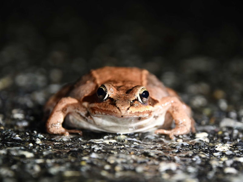 A wood frog pauses on a Harrisville road. (photo © Paul Armbrust)