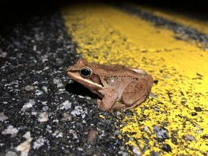 A wood frog pauses on the centerline of North Lincoln Street in Keene. (photo © Brett Amy Thelen)