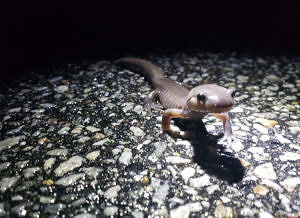 A Jefferson complex salamander on Breed Road in Harrisville. (photo © Paul & Julie Armbrust)