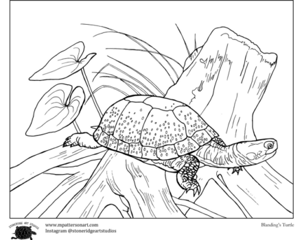 A Blandings turtle coloring page created by Matt Patterson.