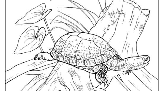 A Blandings turtle coloring page created by Matt Patterson.
