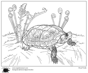 A wood turtle coloring page created by Matt Patterson.
