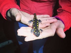 A person holding a spotted salamander in their hands. (photo © Brett Amy Thelen)