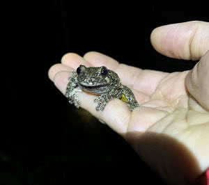A hand holding a gray tree frog. (photo © Bill Stroup)
