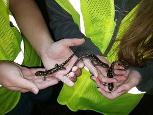 Two people holding three spotted salamanders in their hands (photo © Jim Hodge)