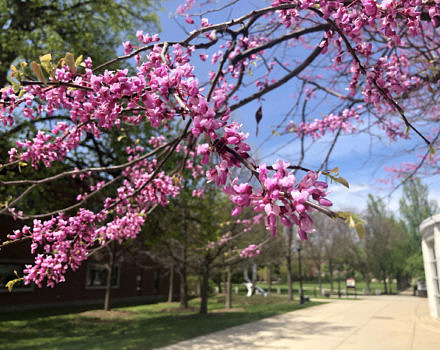A redbud tree in bloom on the Keene State College campus. (photo © Brett Amy Thelen)