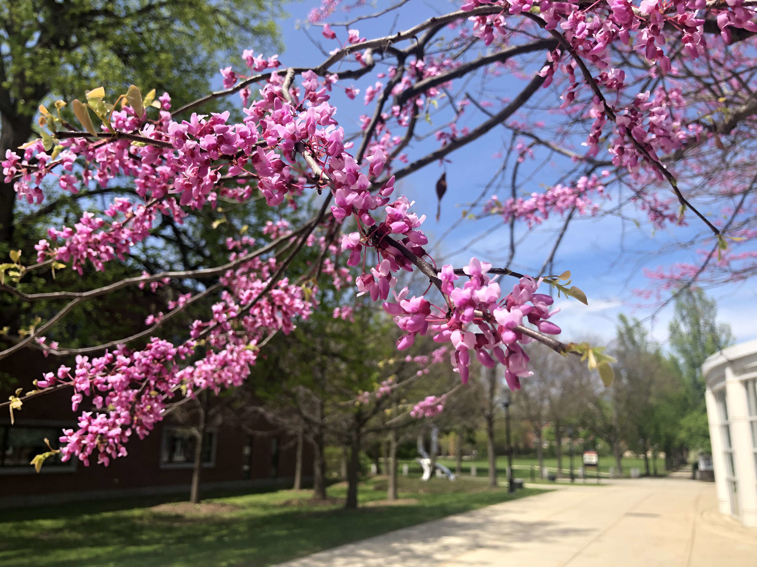 A redbud tree in bloom on the Keene State College campus. (photo © Brett Amy Thelen)