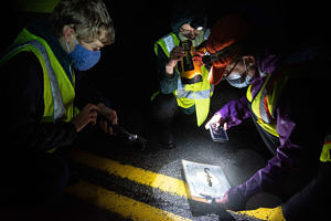 A group of Salamander Crossing Brigade volunteers records data on a spotted salamander. (photo © Tim Briggs, timbriggsphoto.com)