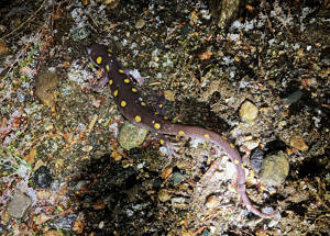 A spotted salamander dodging snowflakes along Glebe Road in Westmoreland. (photo © Liza Lowe)