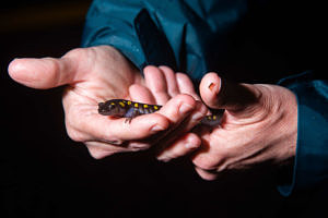 Hands holding a spotted salamander. (photo © Tim Briggs / timbriggsphoto.com)