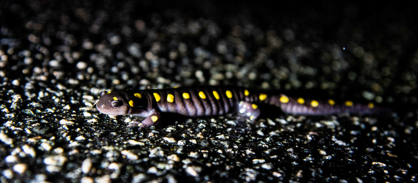 A spotted salamander makes its way across North Lincoln Street in Keene. (photo © Brett Amy Thelen)
