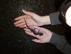 Two hands holding a spotted salamander, just above the road. (photo © Jim Hodge)