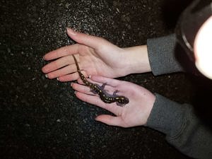 Hands holding a spotted salamander. (photo © Jim Hodge