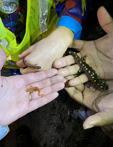 Three different salamander species -- red-backed, Eastern newt (red eft), and spotted salamander) -- in human hands for scale. (photo © Sarah Thomas)