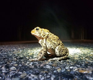 An American toad on a road. (photo © Mary Kate Sheridan)