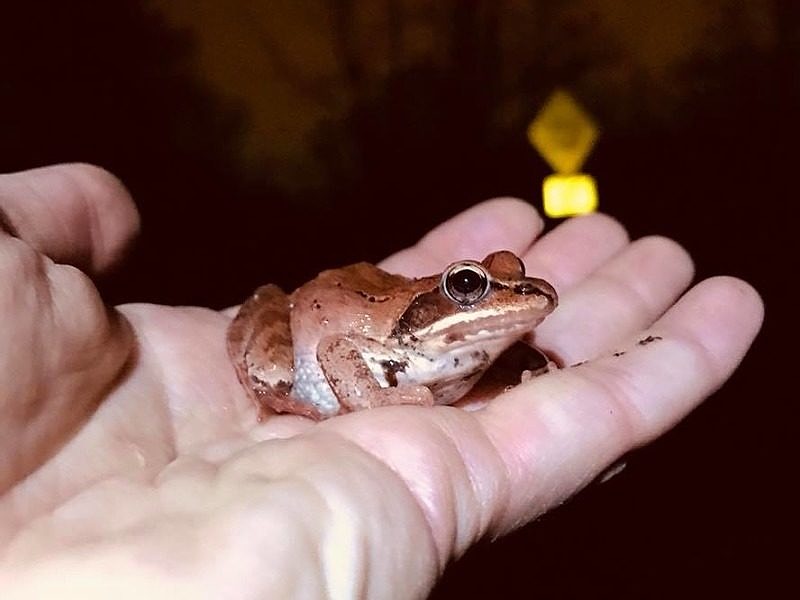 A happy Salamander Crossing Brigade volunteer holds a spotted salamander on Big Night (photo © Cheryl Martin)