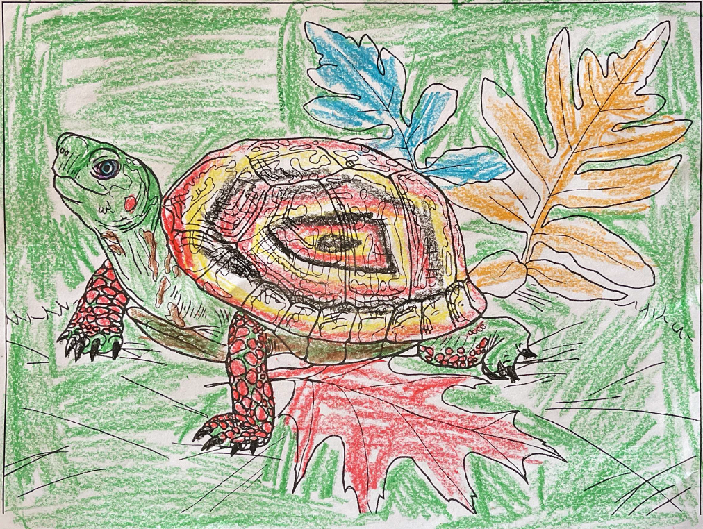 A drawing of a box turtle with a colorful spiral shell by Fisher Davis.