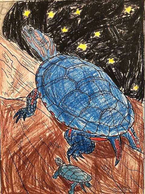 A drawing of a Painted Turtle with a blue shell against a starry sky, by Ava Gonzalez, 4th Grade