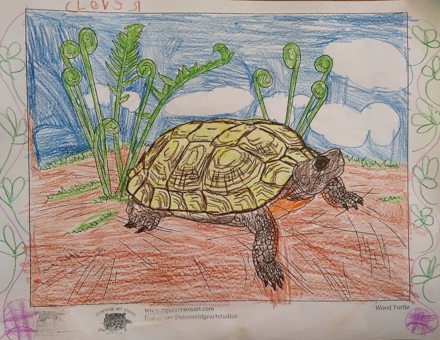 A drawing of a wood turtle with a yellow shell and brown legs, by Clover Wroten-Heinzmann