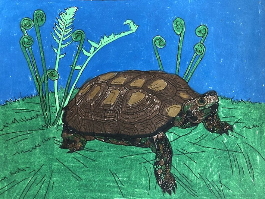 A wood turtle coloring page colored in shades of green, blue, and brown by 4th grader Stella Arnone.