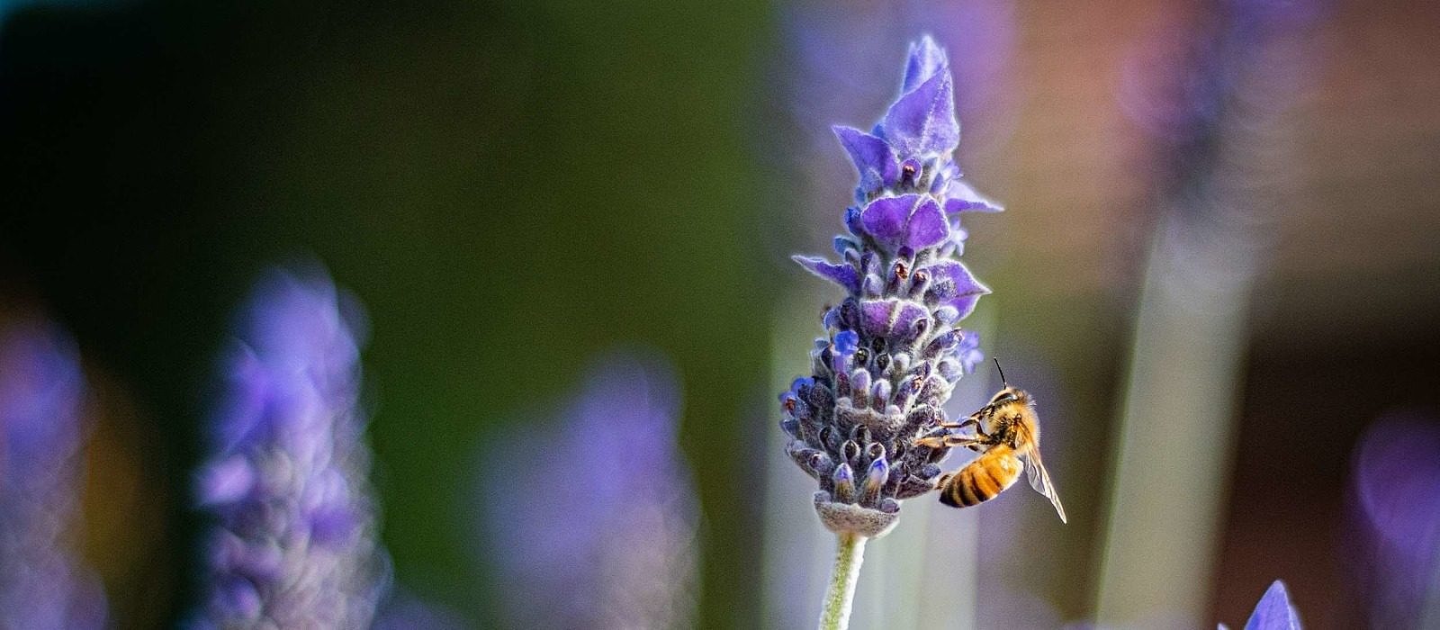 A bee collecting pollen from a lavender flower. (photo © Heather McKean via Unsplash)