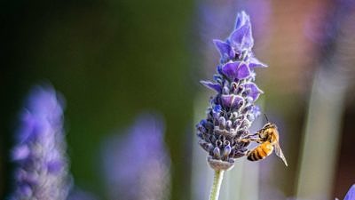 A bee on lavender (photo: Heather McKean)
