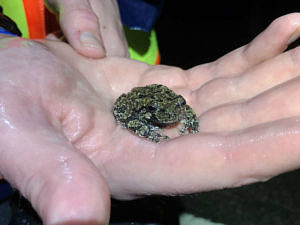 A gray tree frog resting in a person's hand. (photo © Brett Amy Thelen)
