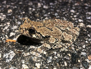 A gray tree frog crossing a road. (photo © Brett Amy Thelen)