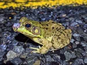 A green frog on the road, with something slimy on its nose. (photo © Elizabeth Irvine)